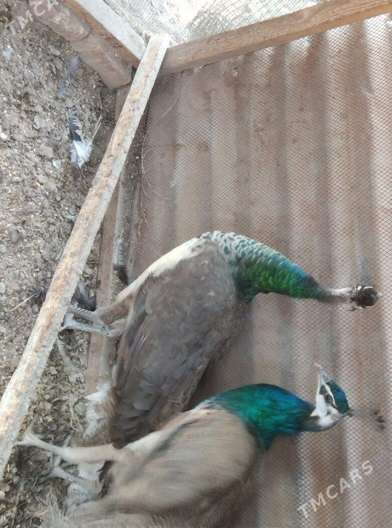 Tawus gus - Туркменабат - img 2