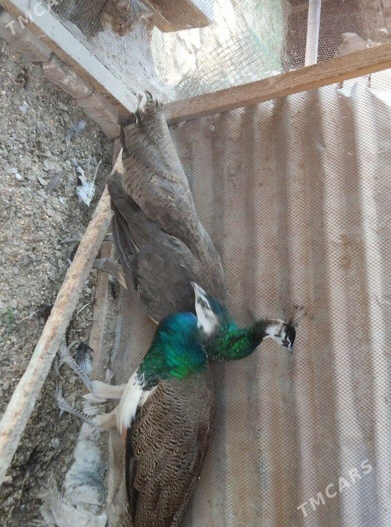 Tawus gus - Туркменабат - img 3