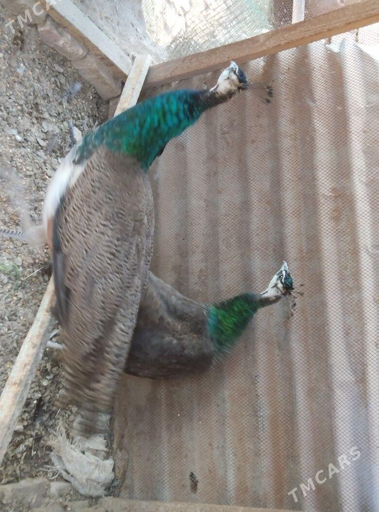 Tawus gus - Туркменабат - img 4