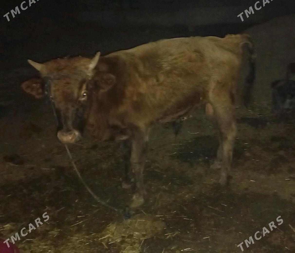 okuz - Tejen - img 4