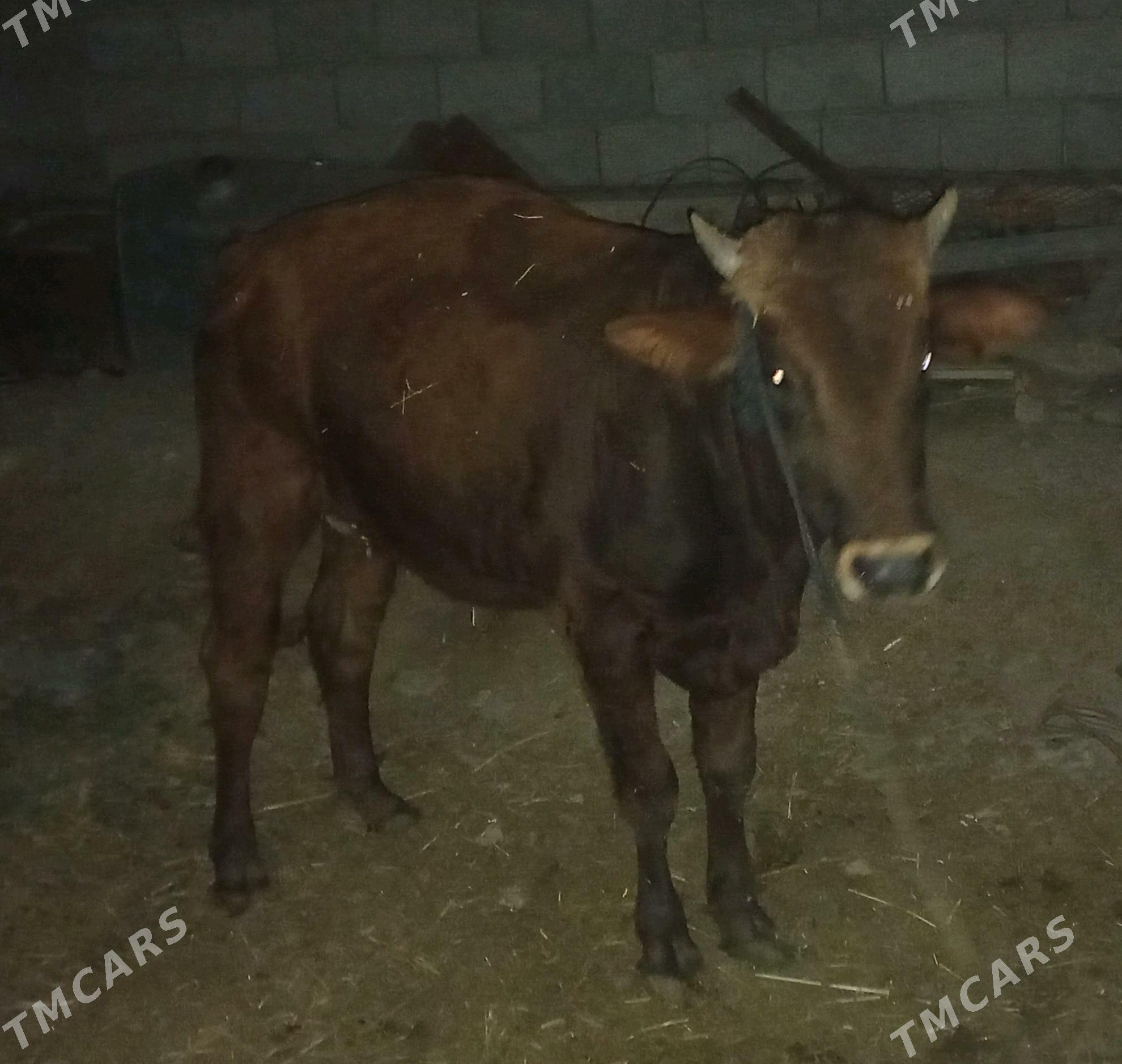 okuz - Tejen - img 1