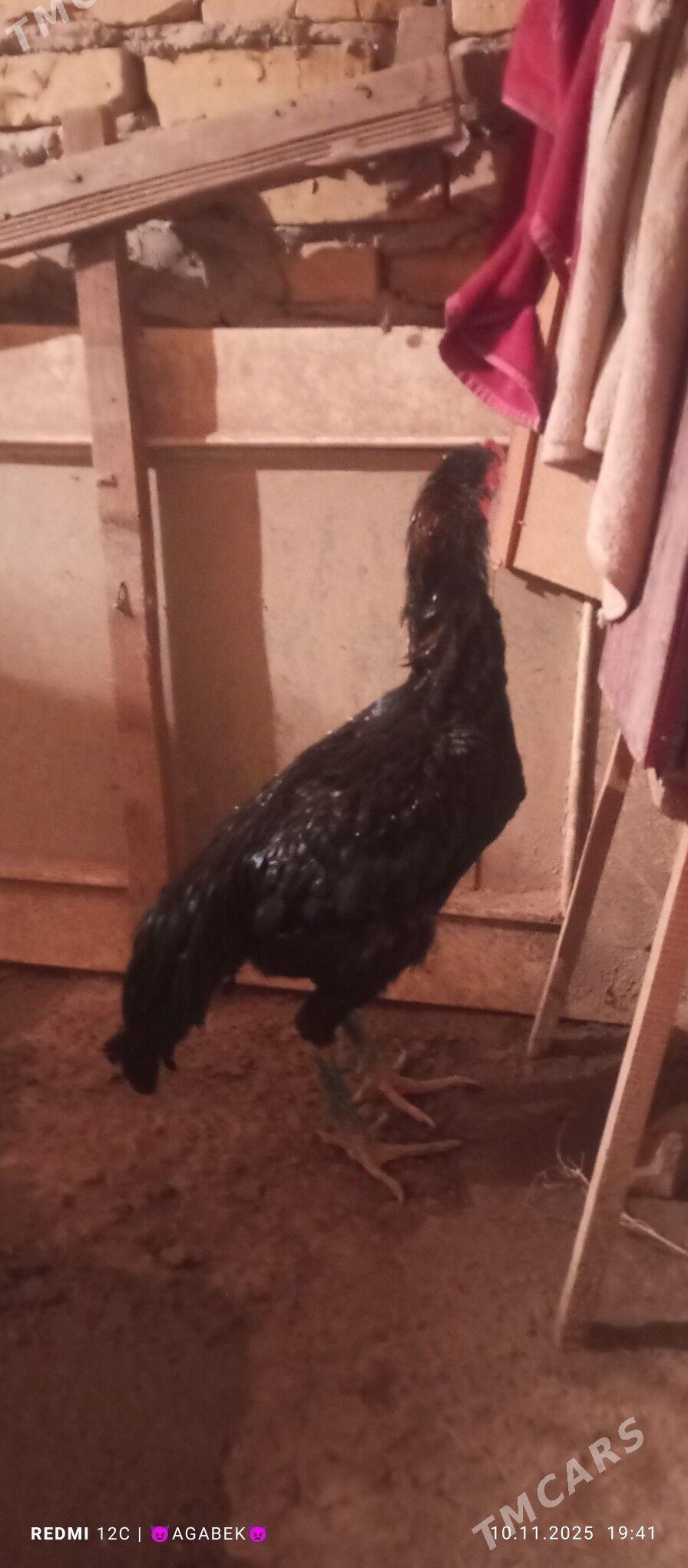 bayes - Darganata - img 2