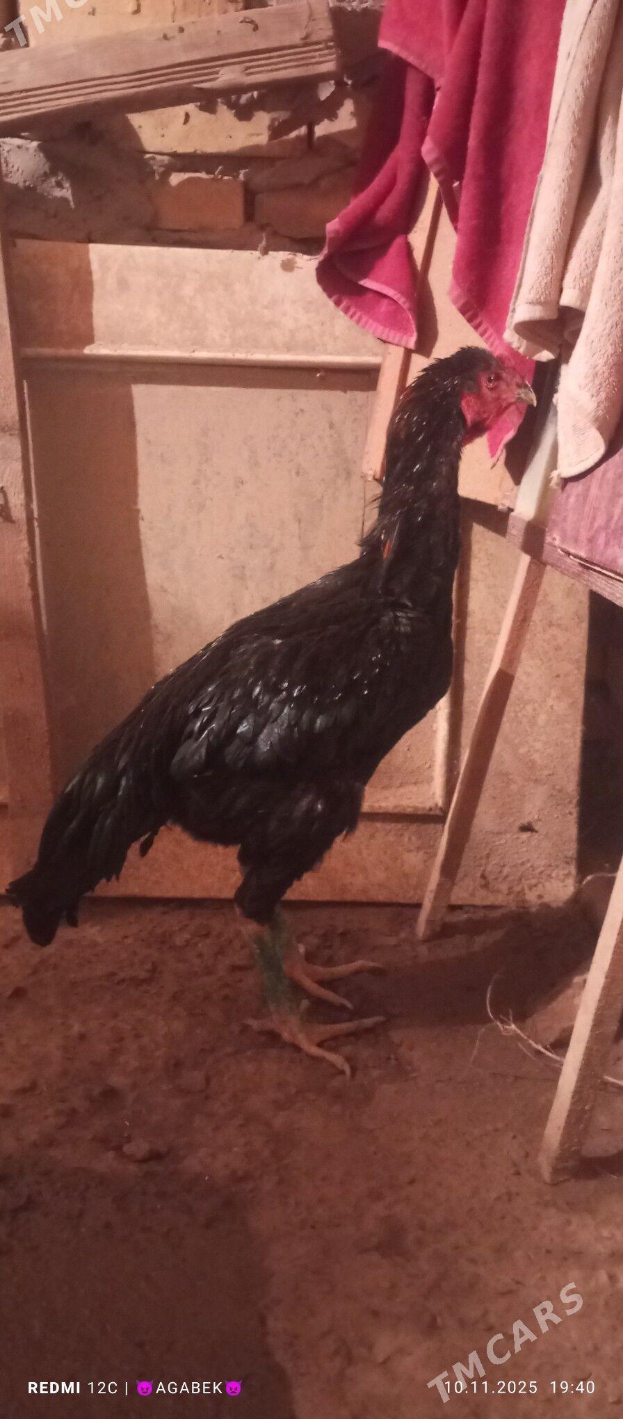 bayes - Darganata - img 4