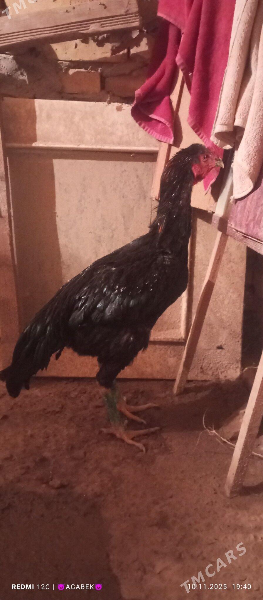 bayes - Darganata - img 3