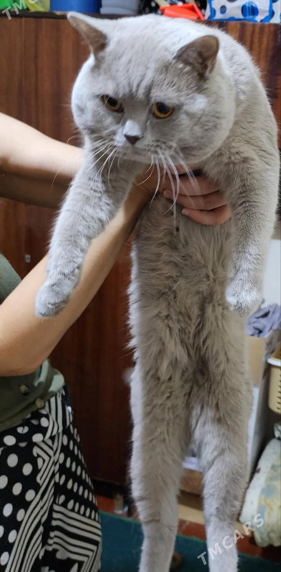 Котёнок Шотландский прямоухий - 5 mkr - img 3