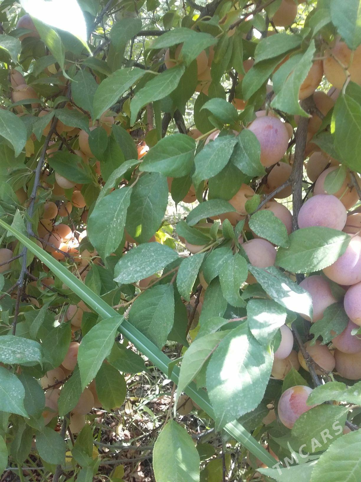 дача - Туркменабат - img 3