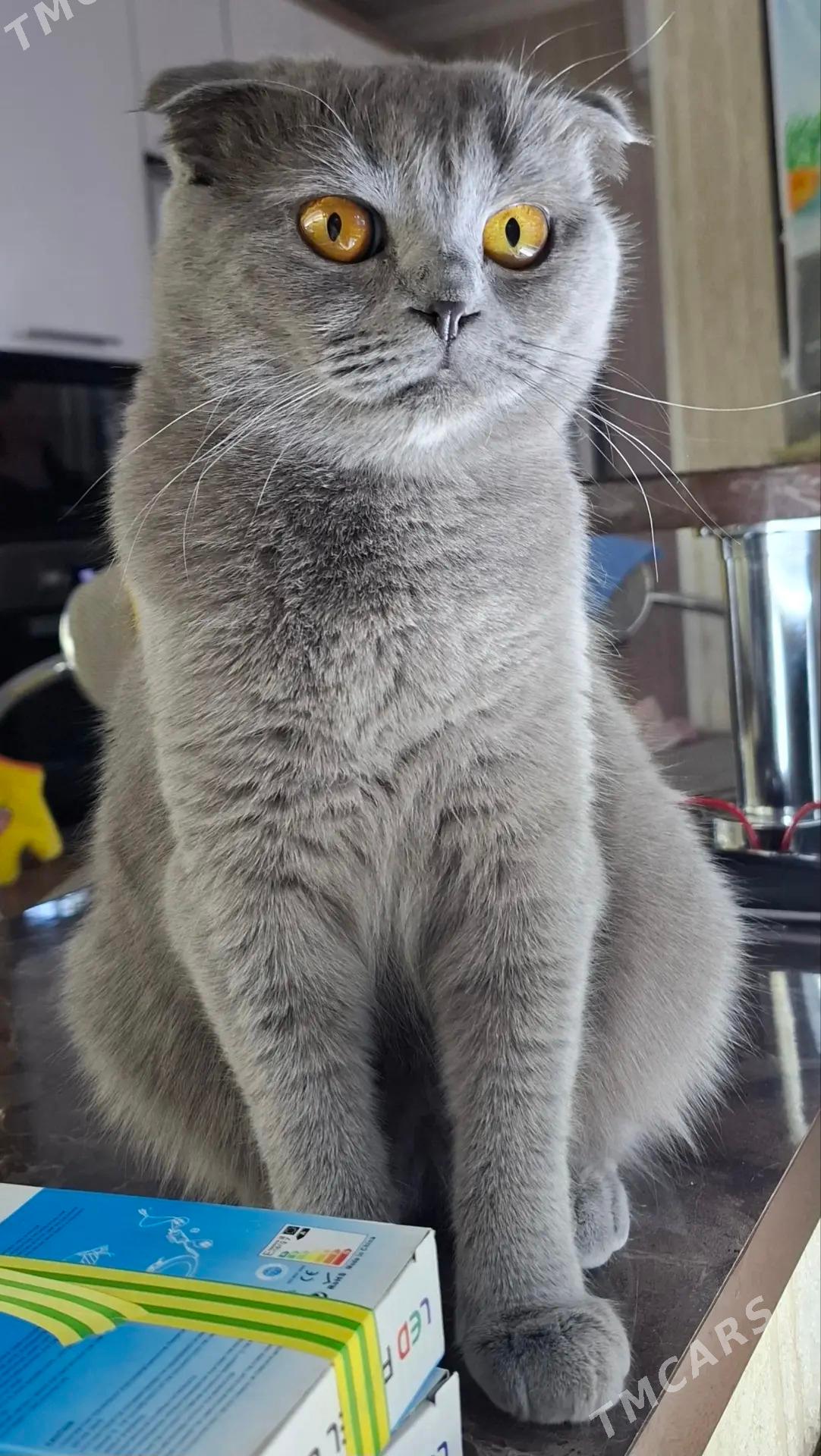 Котёнок Шотландский прямоухий - 5 mkr - img 2