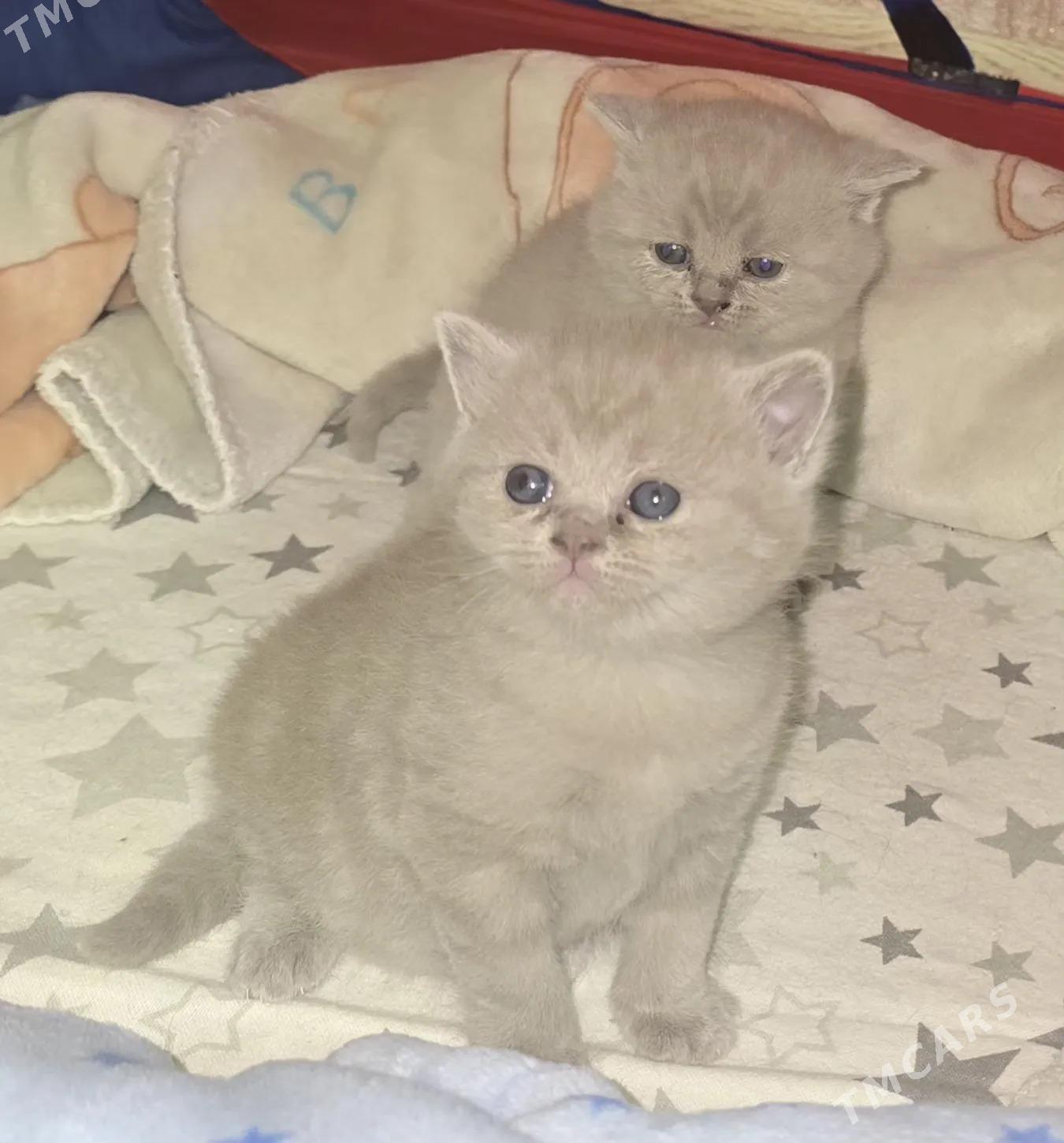 Котёнок Шотландский прямоухий - 5 mkr - img 1