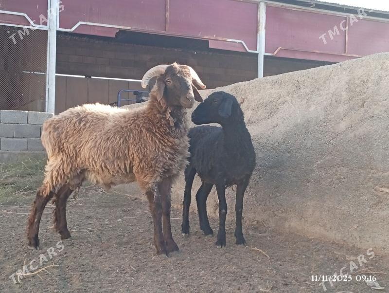 Goç - Херрикгала - img 3