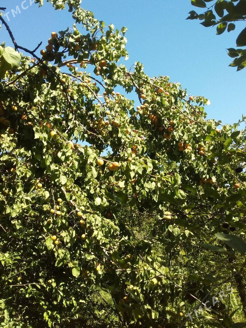 дача - Туркменабат - img 8