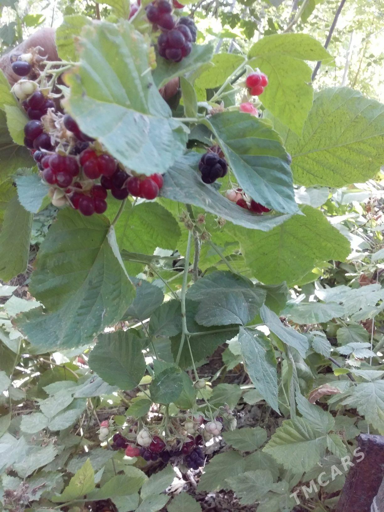 дача - Туркменабат - img 6