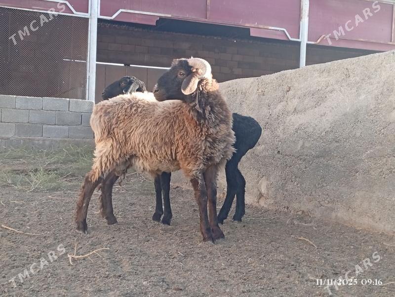 Goç - Херрикгала - img 2