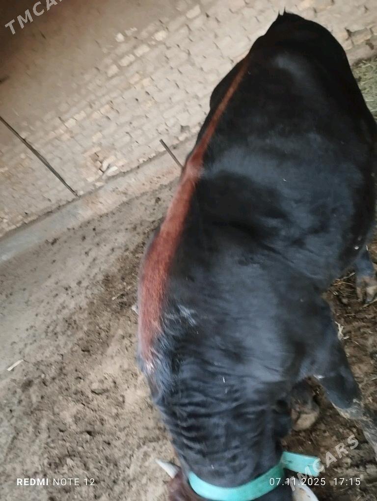 okuz - Sakarçäge - img 2