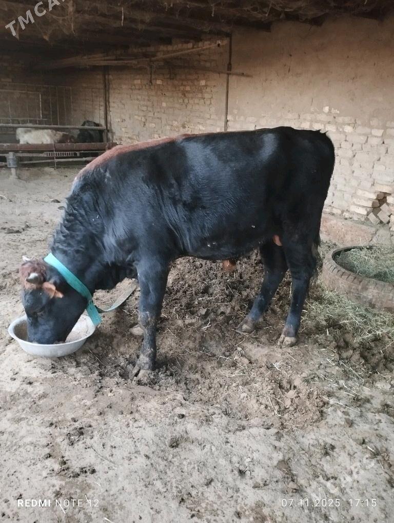 okuz - Sakarçäge - img 1