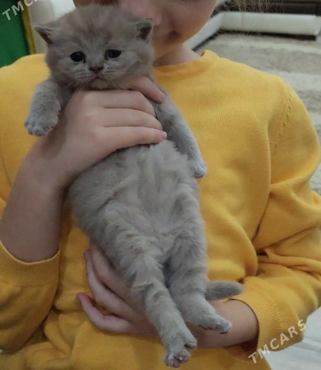 Котёнок Шотландский прямоухий - 5 mkr - img 4