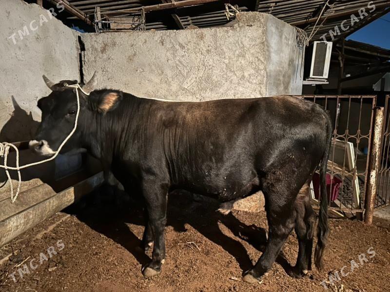 Okuz - Aşgabat - img 2