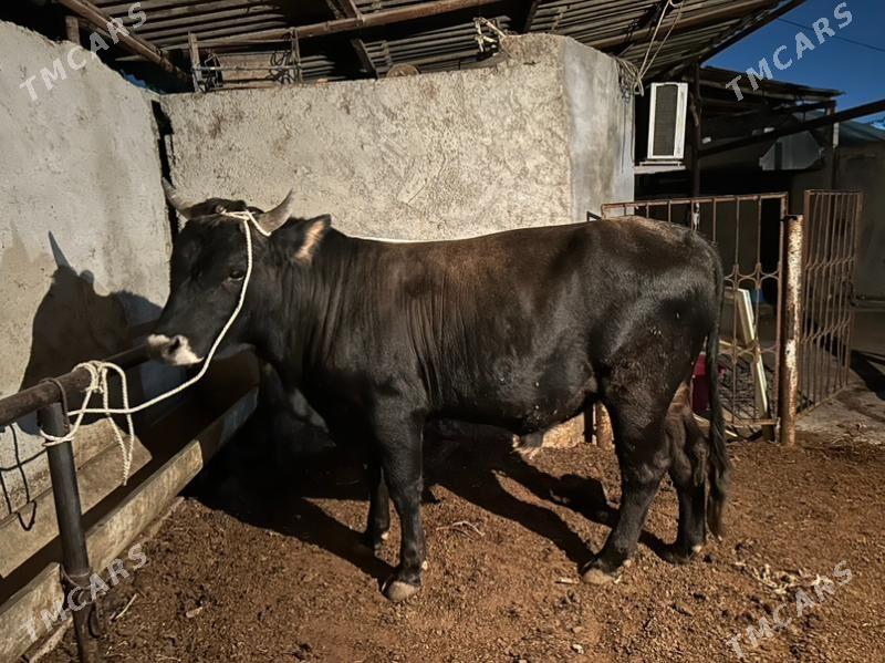 Okuz - Aşgabat - img 3