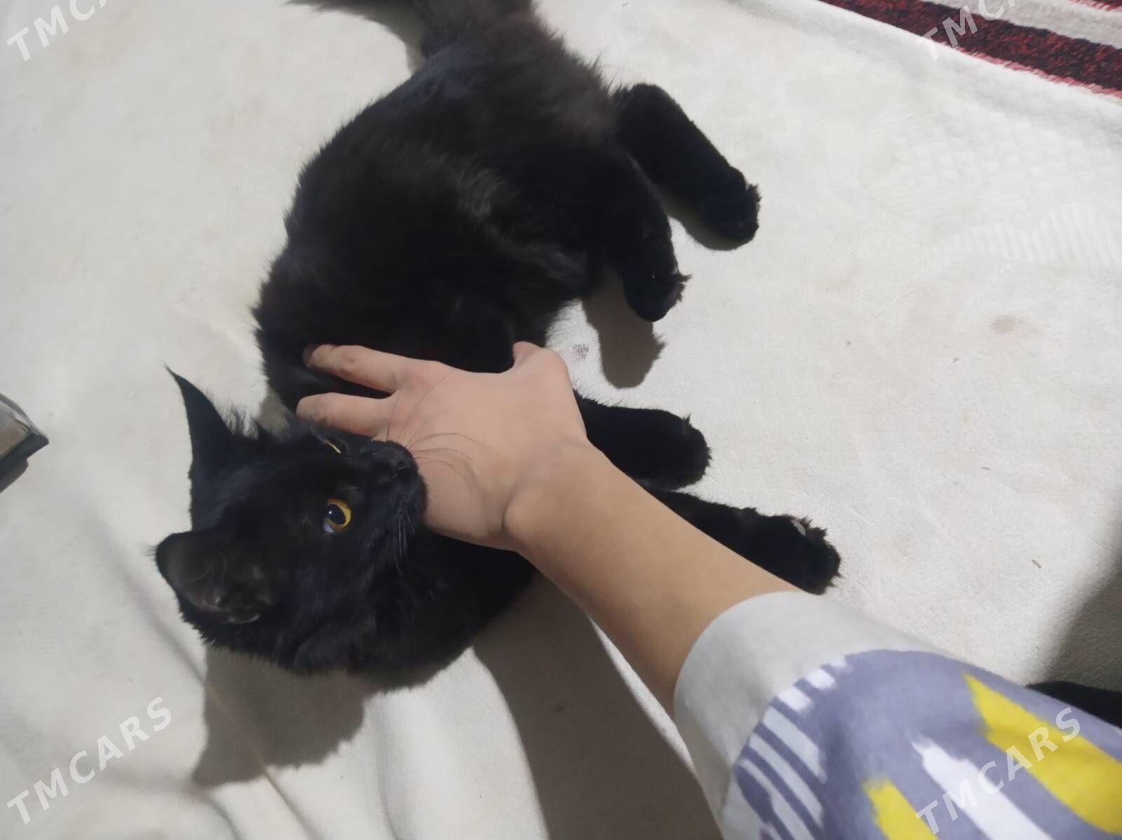 pisik - Мары - img 8