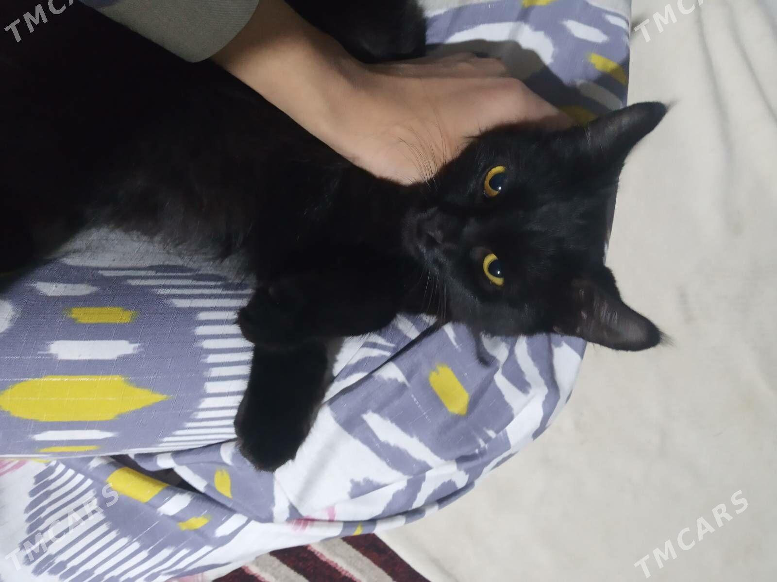 pisik - Мары - img 1