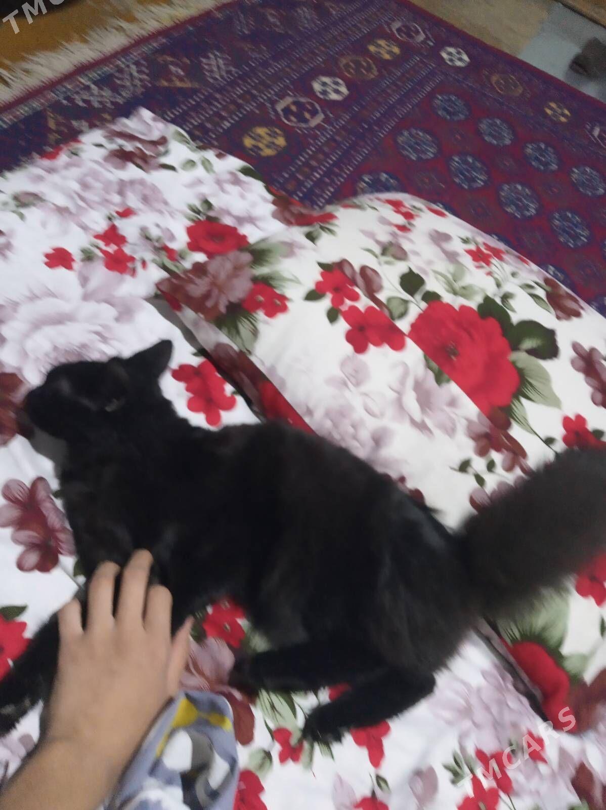 pisik - Мары - img 6