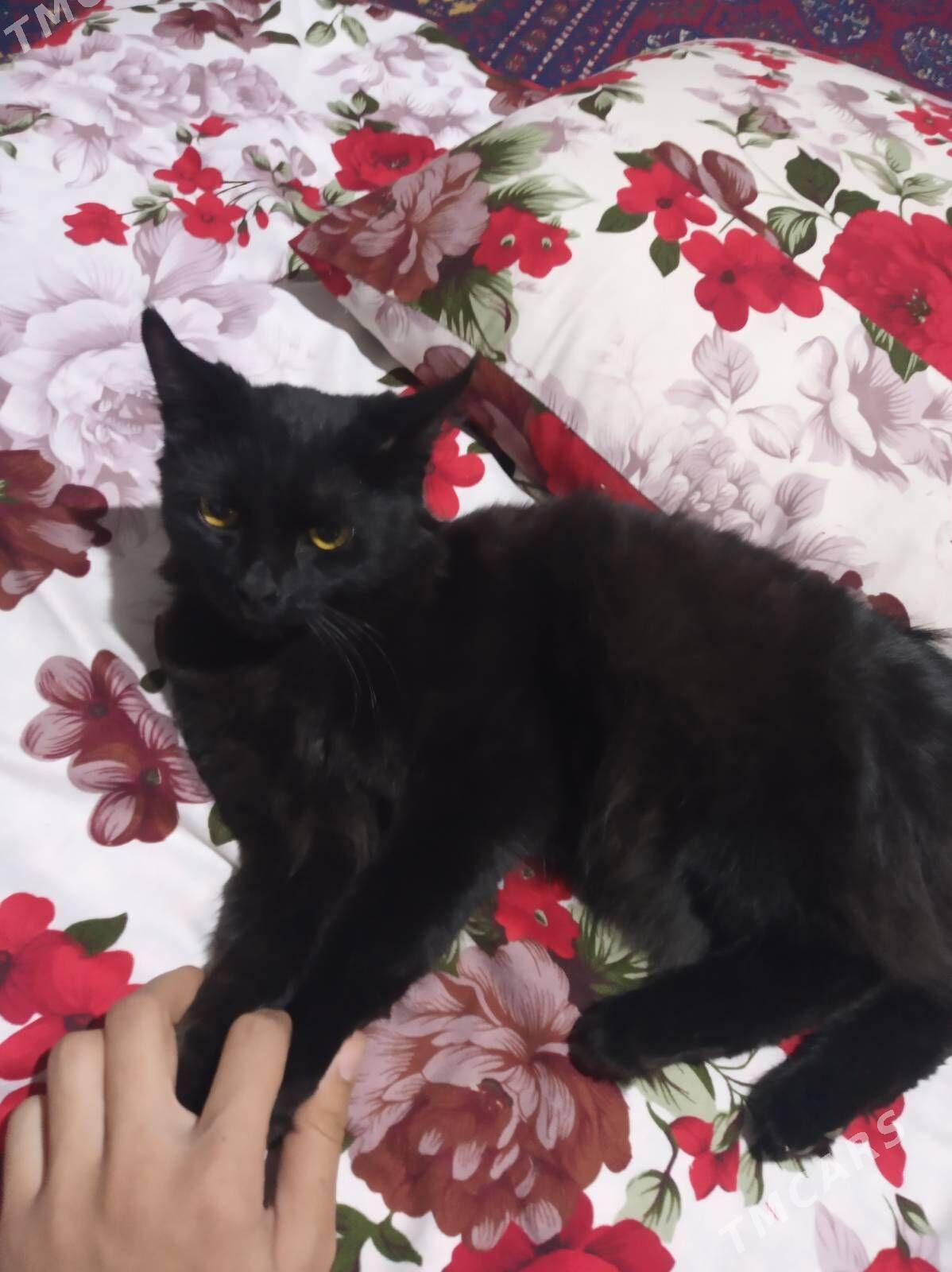 pisik - Мары - img 5