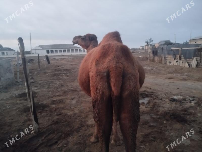 Duye - Esenguly - img 1