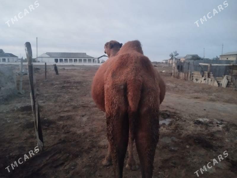 Duye - Esenguly - img 2