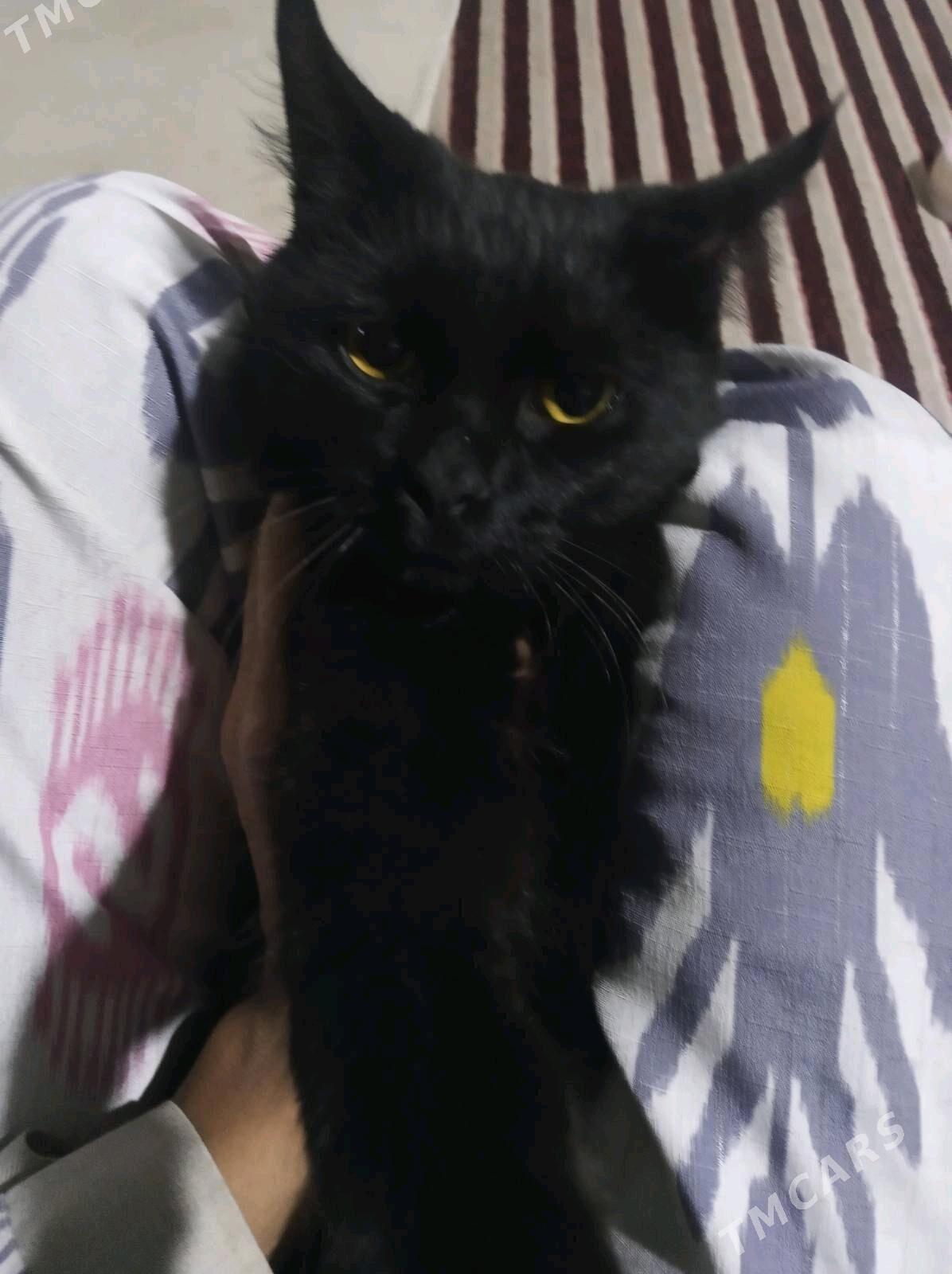 pisik - Мары - img 3