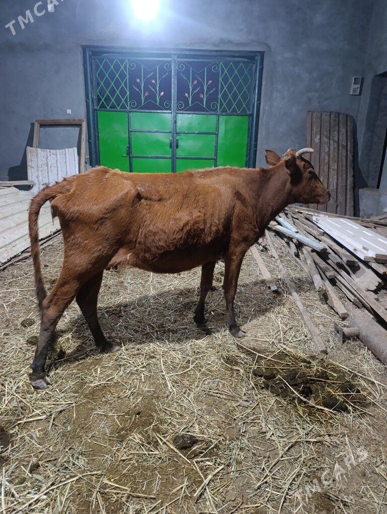 BOGAZ  SYGYR - Мары - img 2