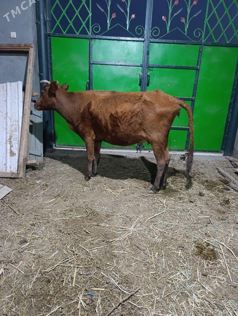 BOGAZ SYGYR - Мары - img 1