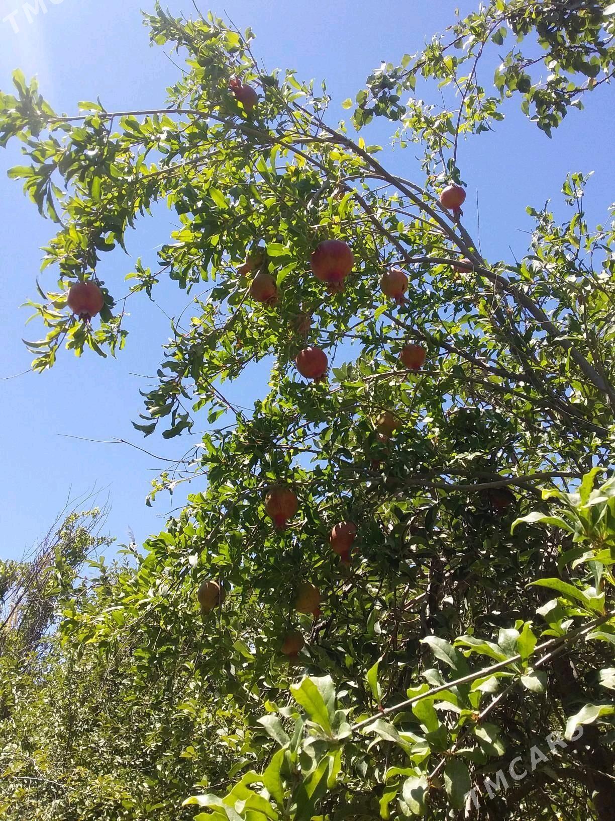 дача - Туркменабат - img 4