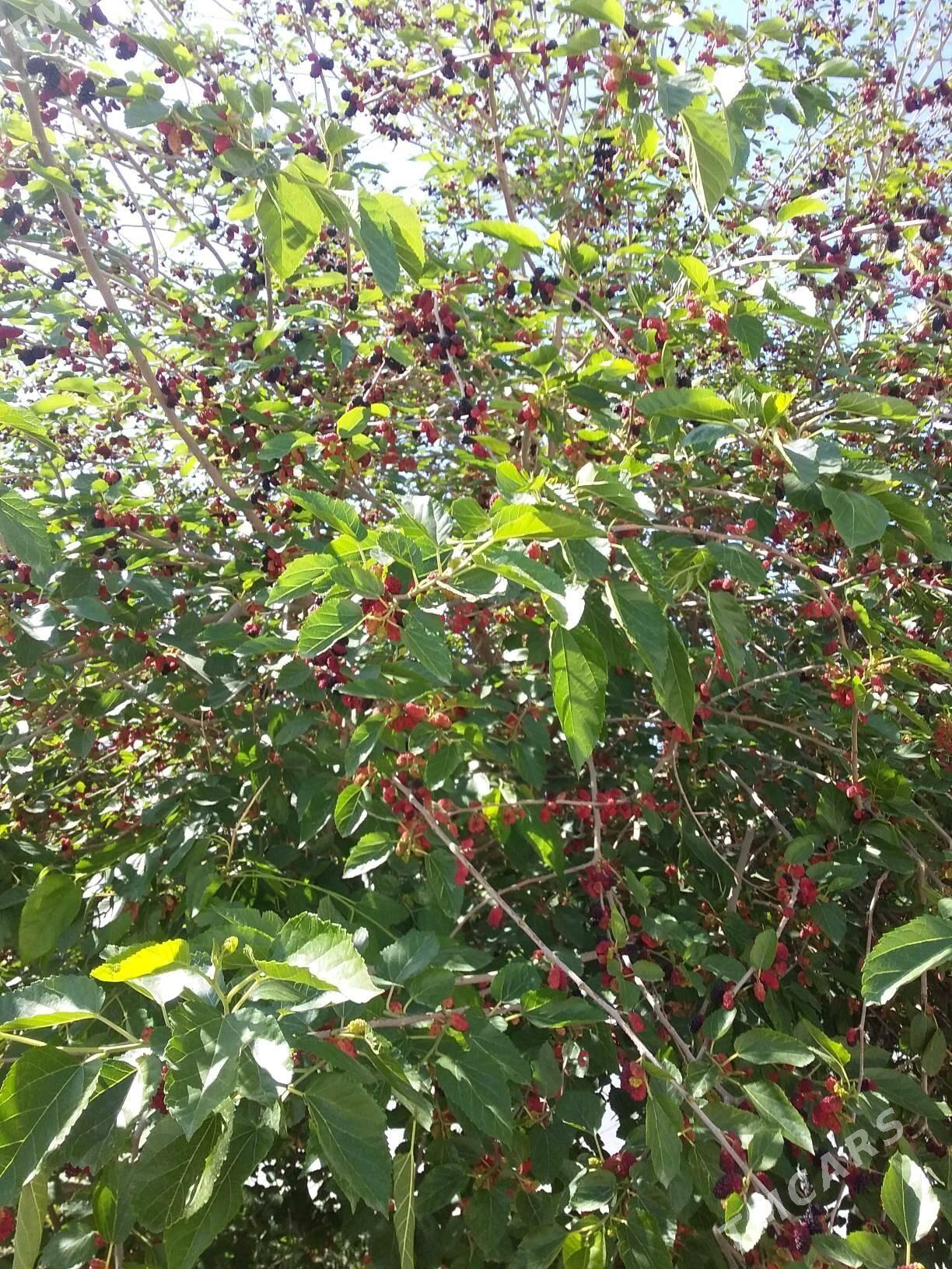 дача - Туркменабат - img 7