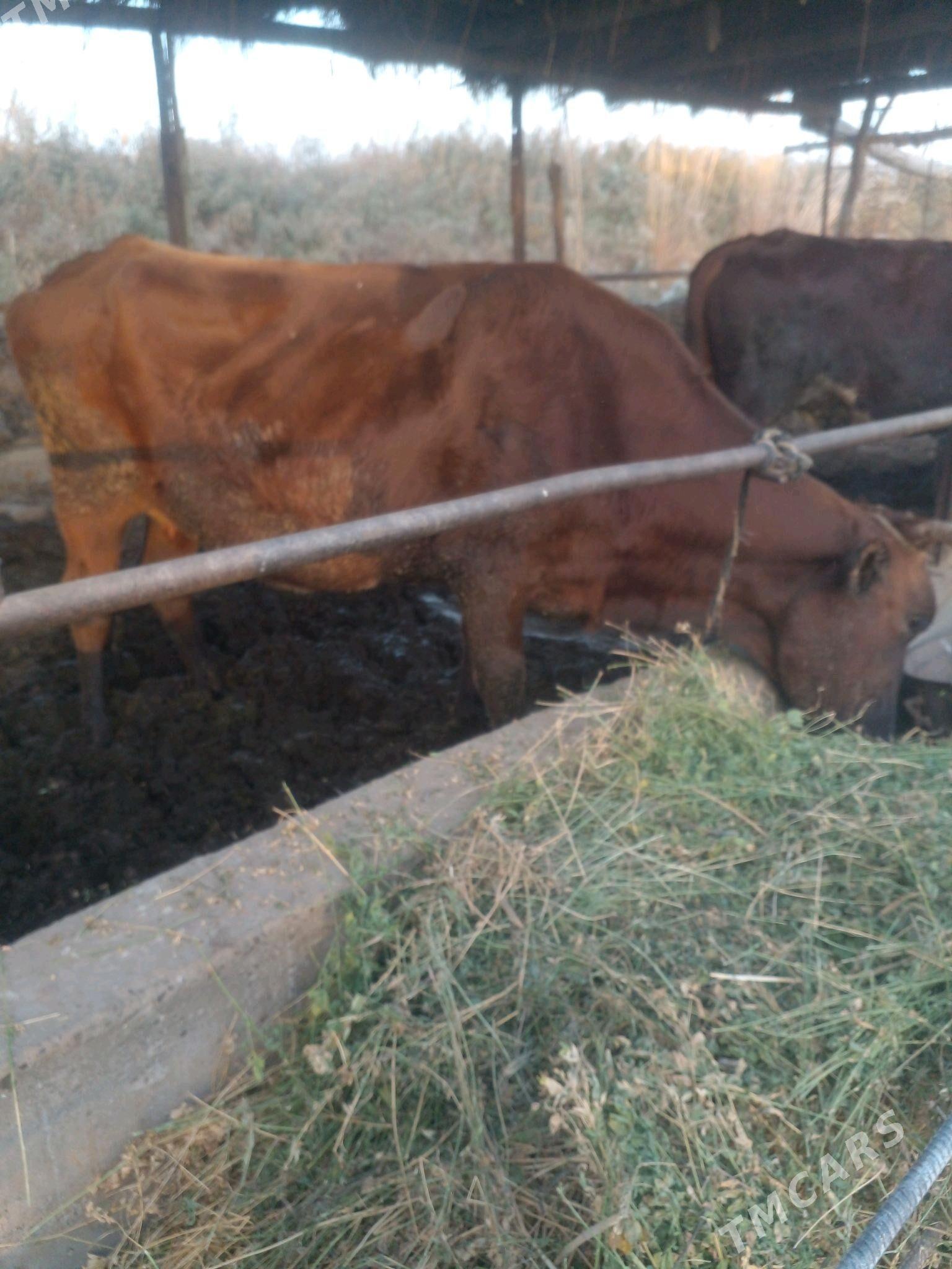 sygyr - Çärjew - img 3