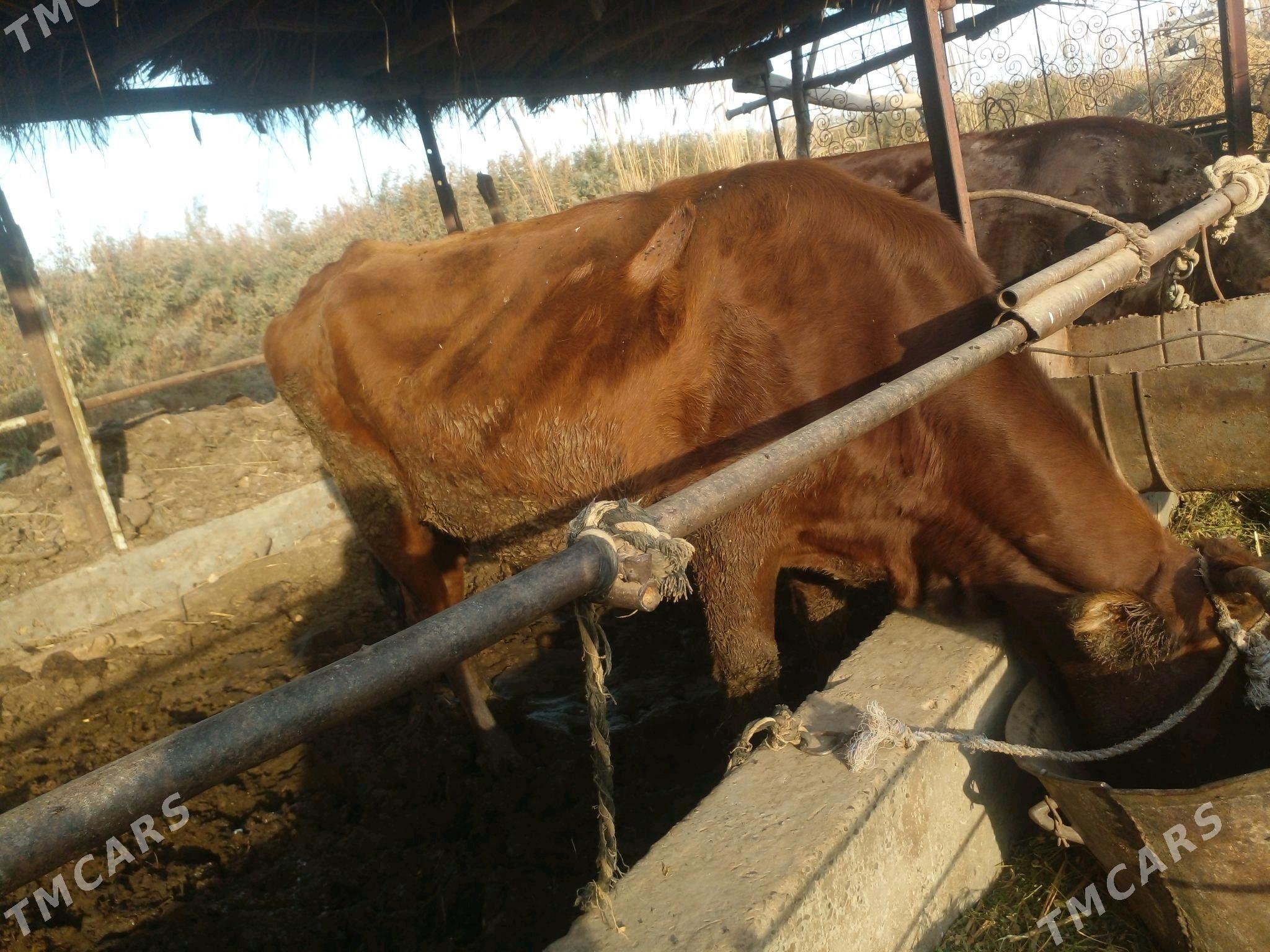 sygyr - Çärjew - img 2