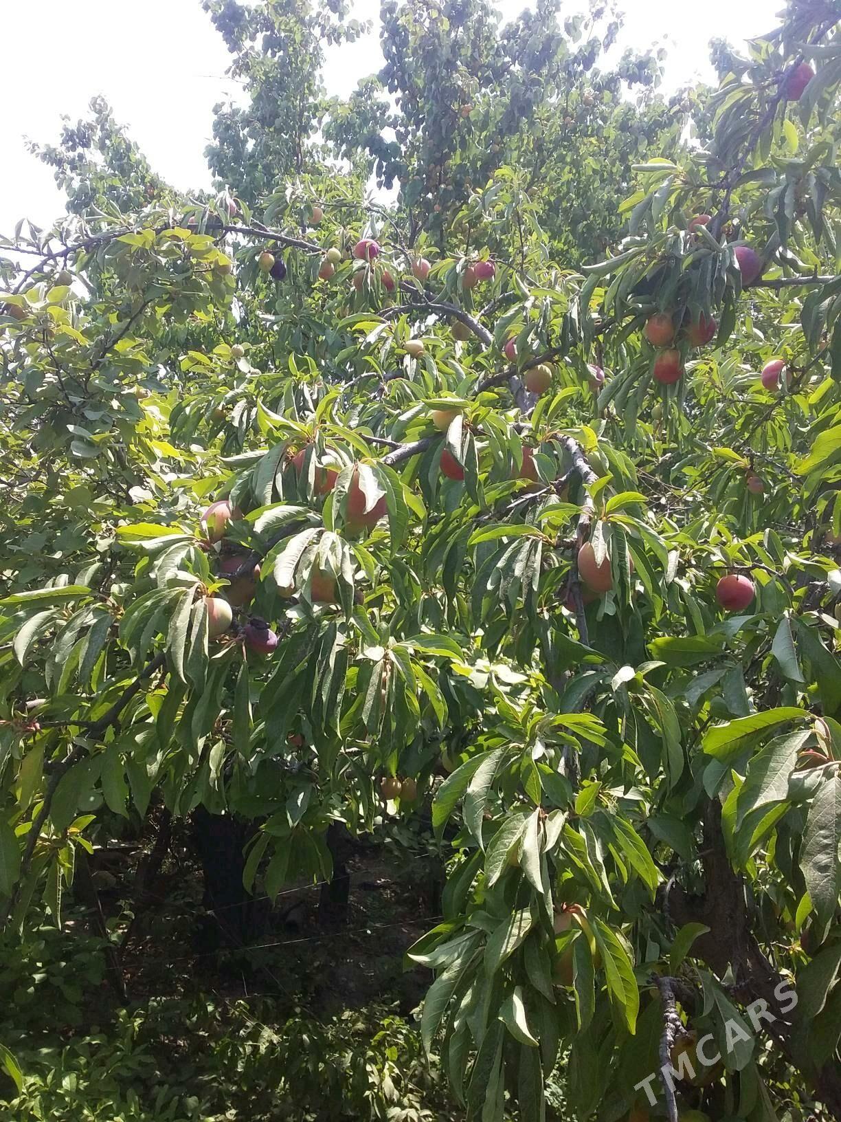 дача - Туркменабат - img 9