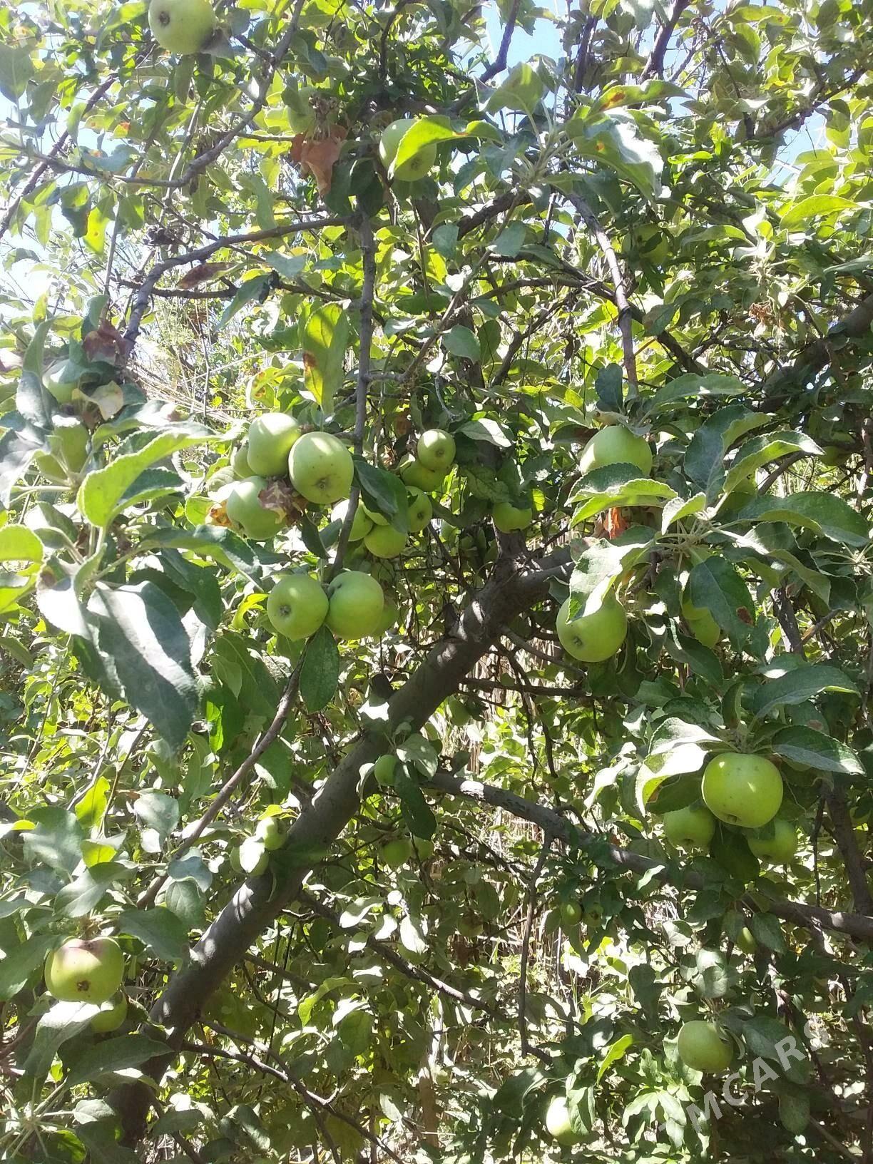 дача - Туркменабат - img 2