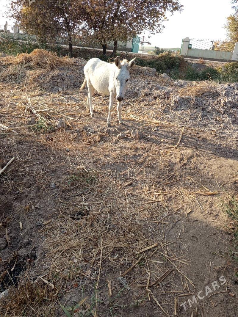 eşek - Türkmenabat - img 2