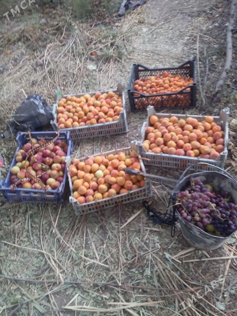 дача - Туркменабат - img 10