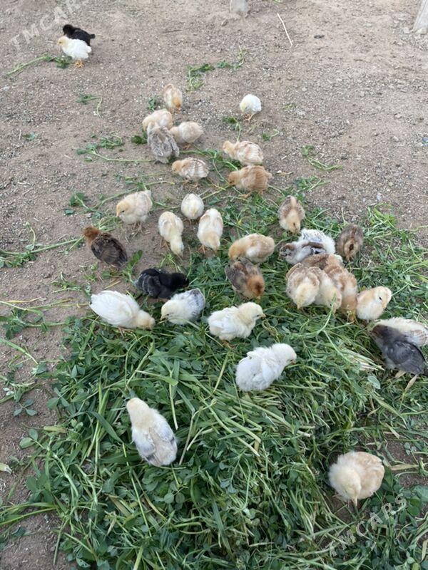 jüýje juje - Garadamak Şor - img 3