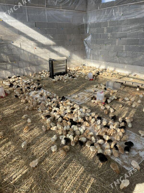 jüýje juje - Garadamak Şor - img 6