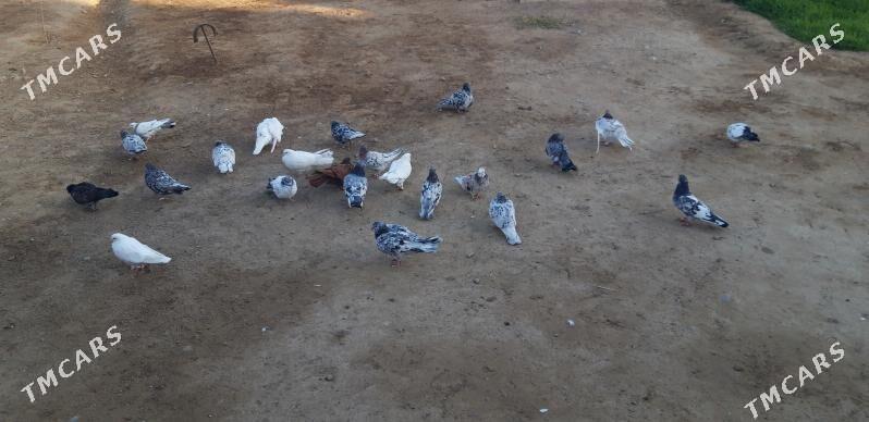 kepderi - Ak bugdaý etraby - img 4