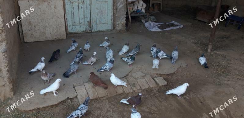 kepderi - Ak bugdaý etraby - img 3