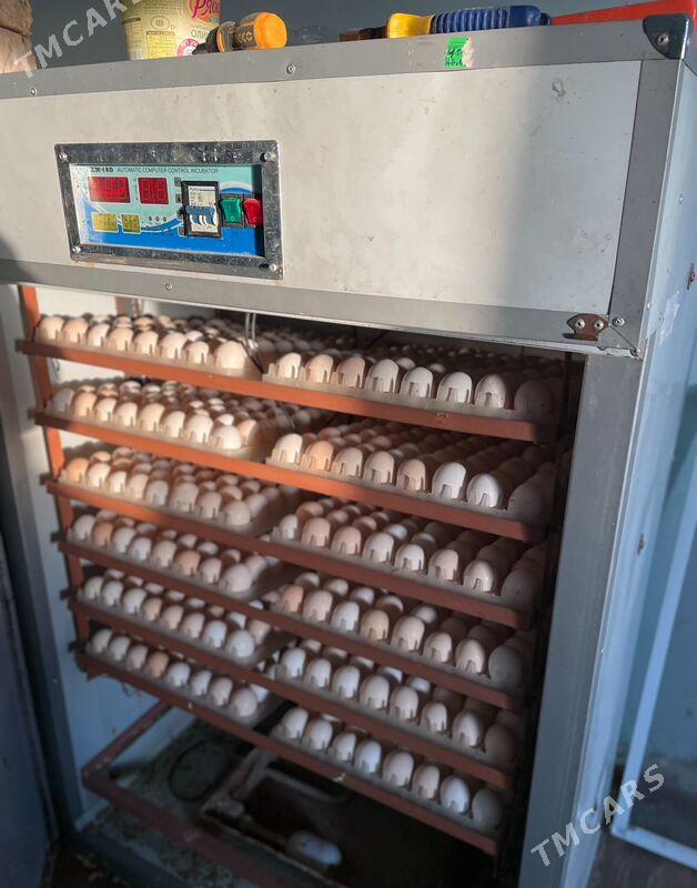 jüýje juje - Garadamak Şor - img 2