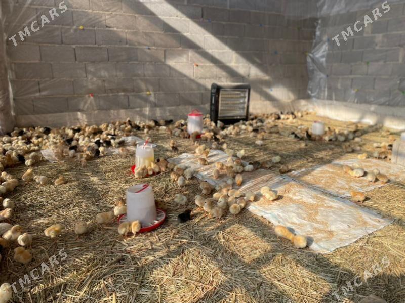 jüýje juje - Garadamak Şor - img 4