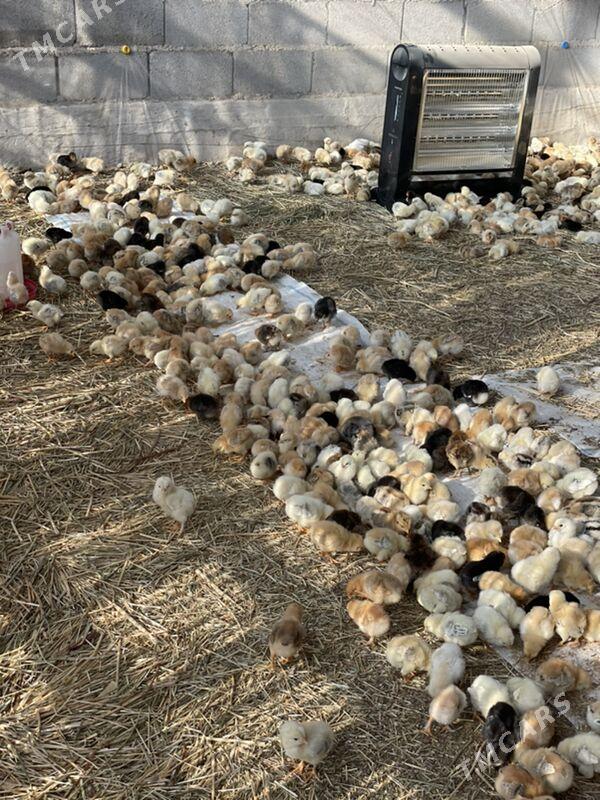 jüýje juje - Garadamak Şor - img 5