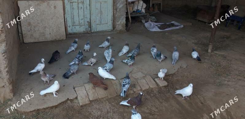 kepderi - Ak bugdaý etraby - img 2