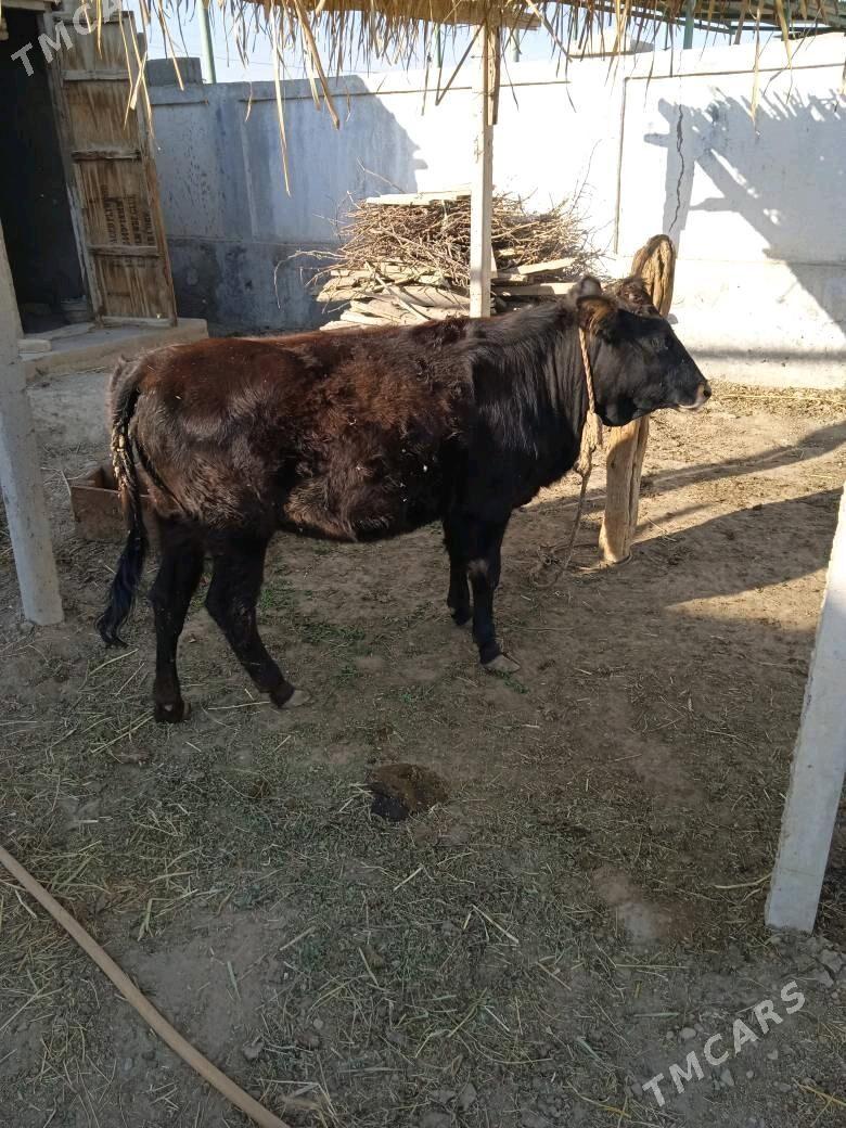 Tuwe - Гёкдепе - img 2