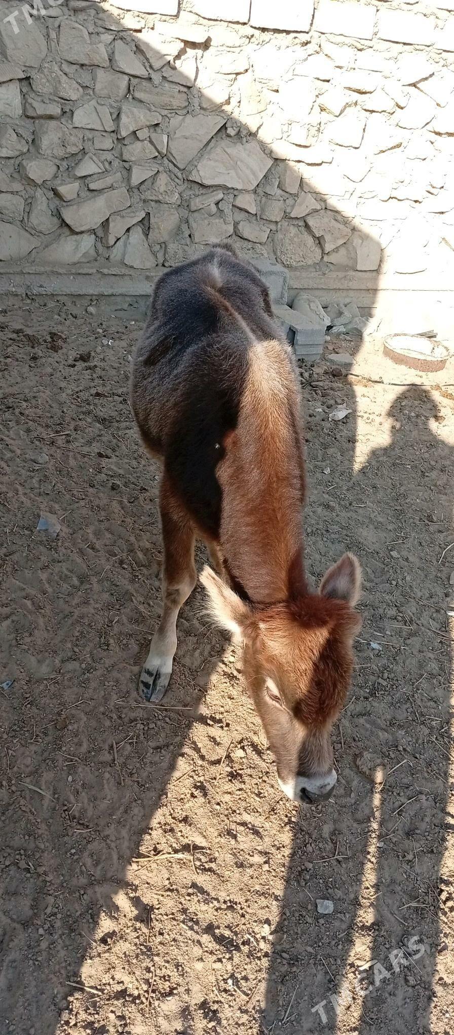 öküzçe - Esenguly - img 3