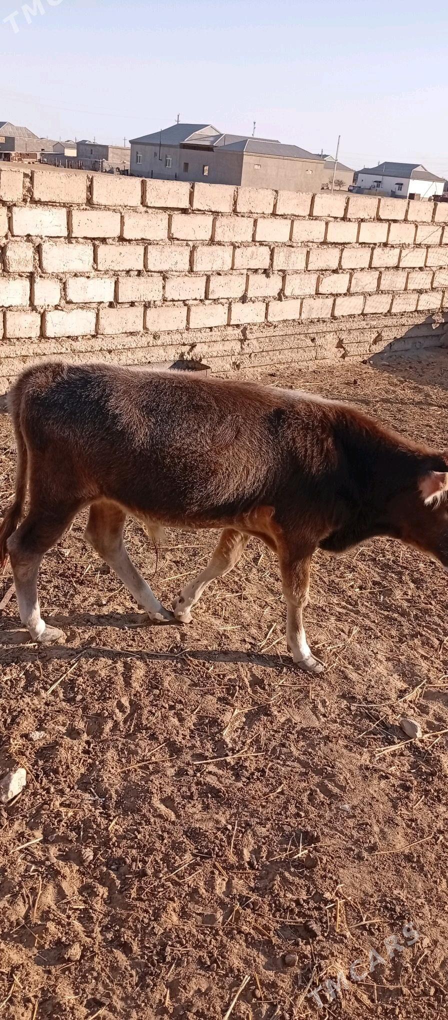 öküzçe - Esenguly - img 2