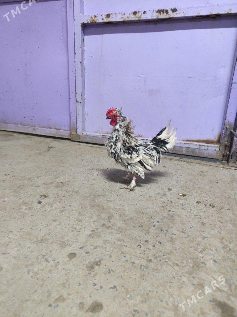 Карлик - Дашогуз - img 4